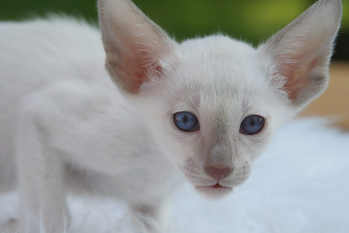 dier, cute, oog, portret, grijze kat, kitten, bont, hoofd, wit