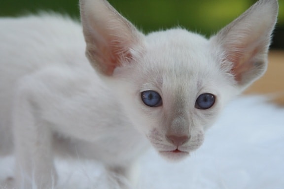 animal, mignon, oeil, portrait, chat gris, chaton, fourrure, tête, blanc