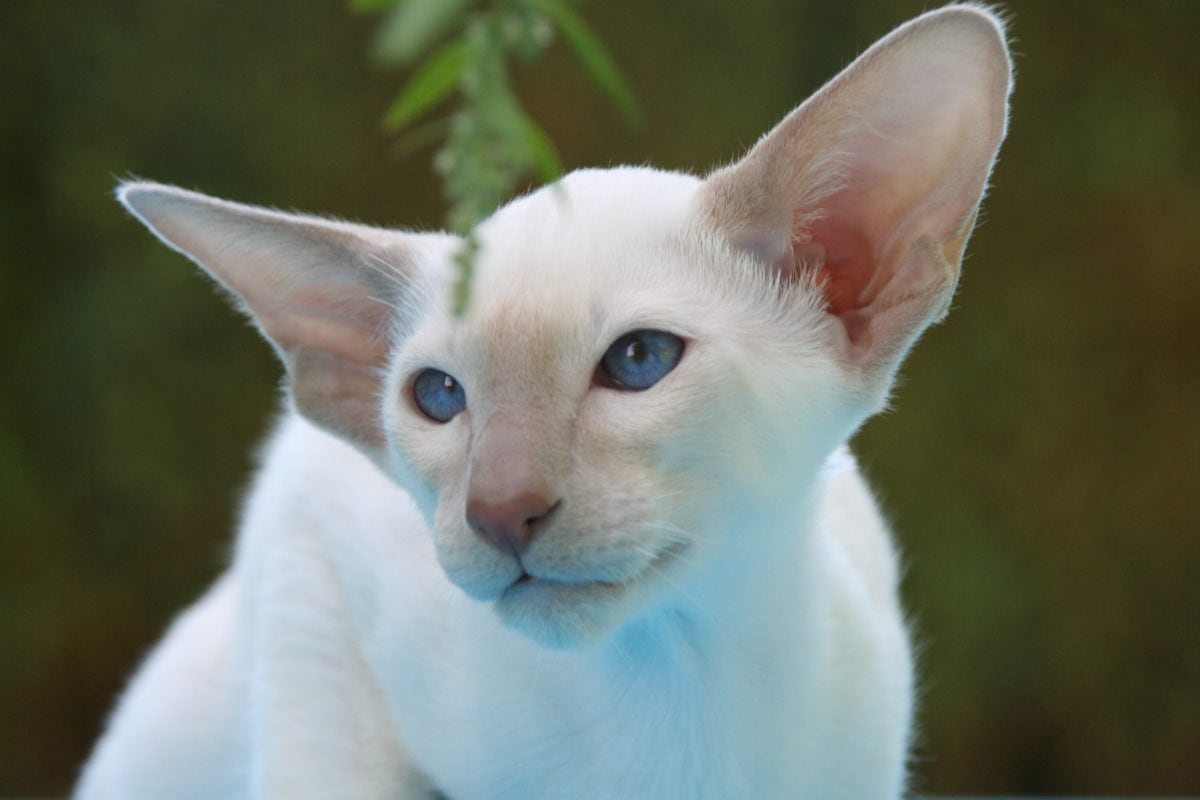 portrét, příroda, zvíře, oko, roztomilý, kotě, bílá kočka, kočičí