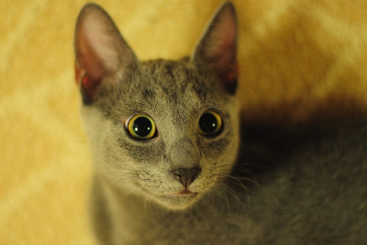 Zvědavá kočka, roztomilý, oko, zvíře, portrét, hlava, kočičí, kočička, kotě, kožešina