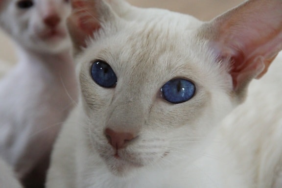 blauw oog, portret, dier, hoofd, oog, witte kat, kitten, bont