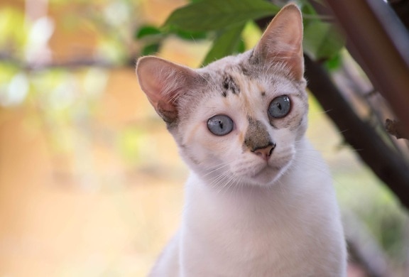 lekne Kitten, dyr, øye, søt, hvit katt, portrett, hvit pels, nese, visper, hode