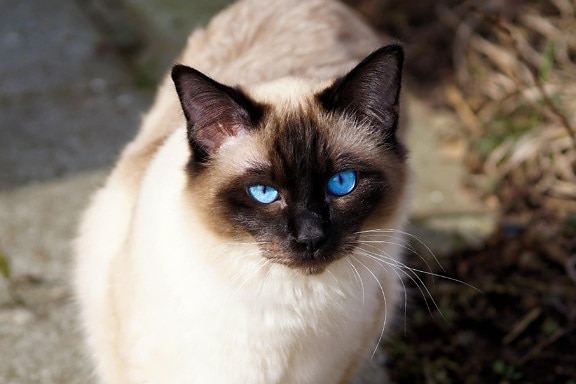 portrét, roztomilý, domácí kočka, zvíře, kočičí, hnědé kotě, kožešiny, oči, vousy