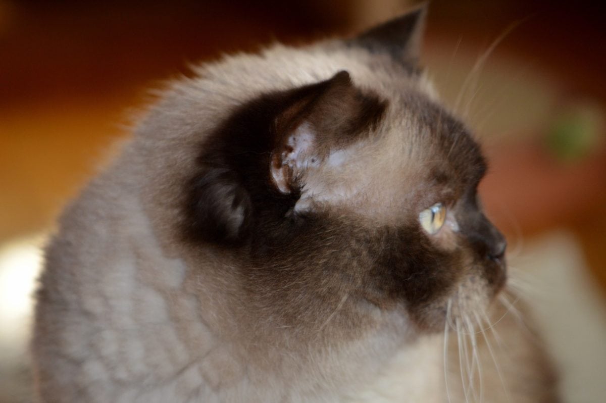 Портрет, домашнє кішка, око, милий, коричневий кошеня, котячих, хутро, кошеня, вуса