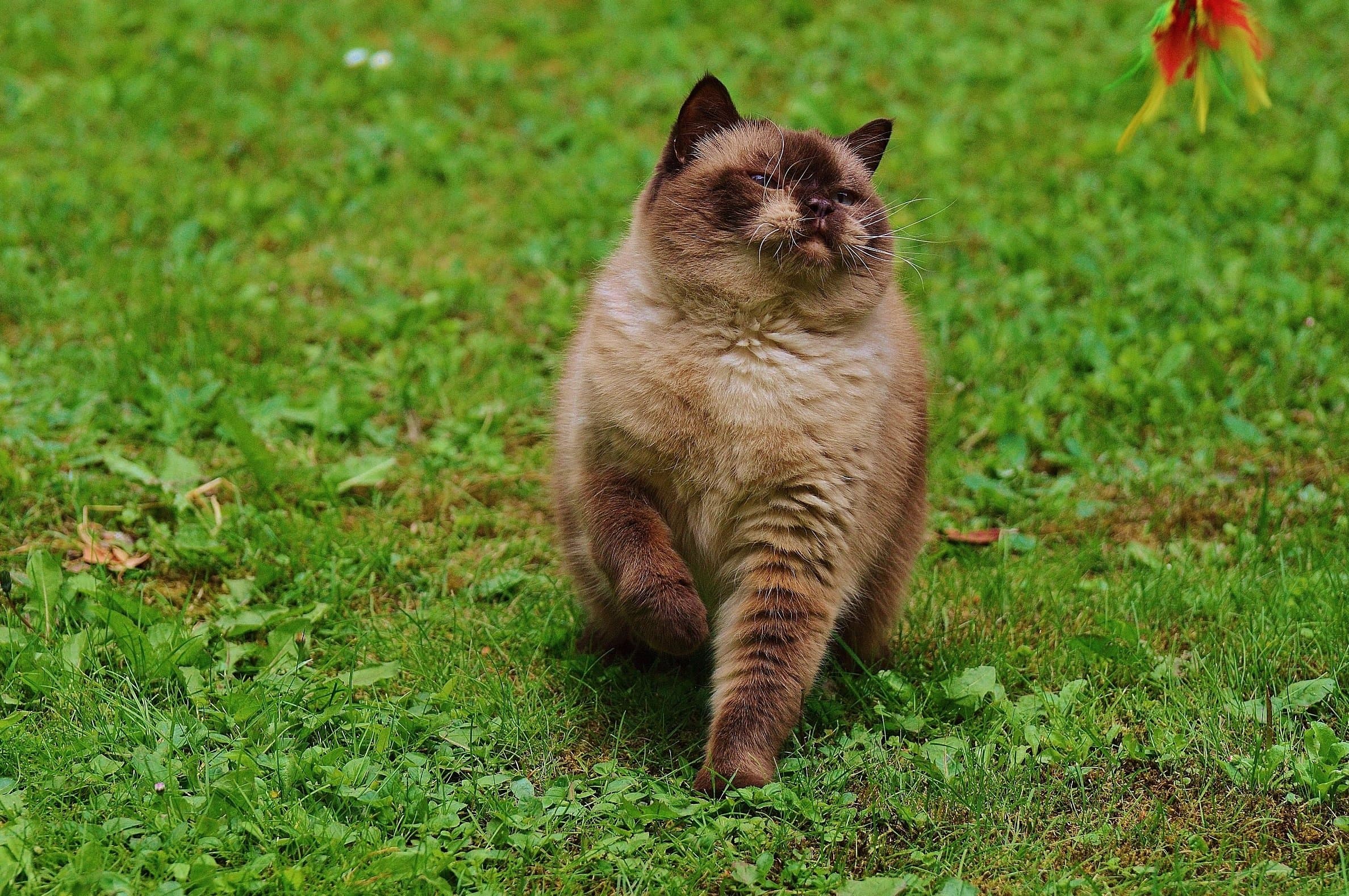 フリー写真画像 かわいい 国産猫 ネコ科 子猫 毛皮 目 ひげ キティ 緑の草