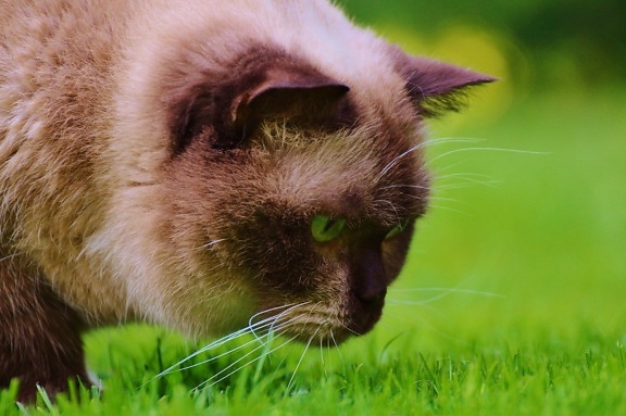 animal, nature, grass, cute, domestic cat, feline, fur, whiskers, zoology