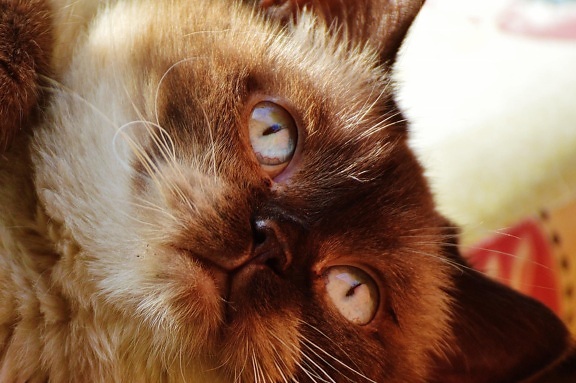 retrato, gato doméstico, animal, gatinho marrom, bonitinho, cabeça, olho, gatinho, felino