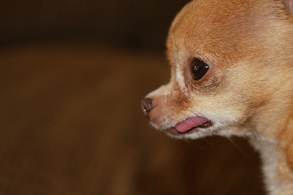 liten hund, søt, portrett, øye, dyr, Chihuahua, hjørnetann, fur
