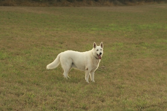chien blanc, champ, herbe, animal, canin, pedigree, extérieur