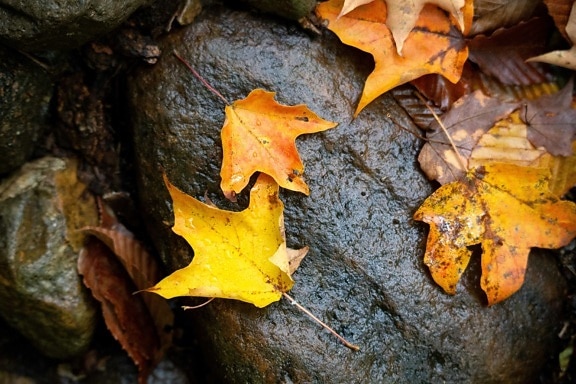 木の樹皮、木、黄色い葉、自然、秋、オーク