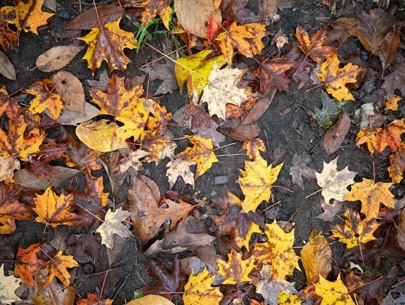dřevo, strom, list, příroda, podzim, země, bylina, Les, venkovní