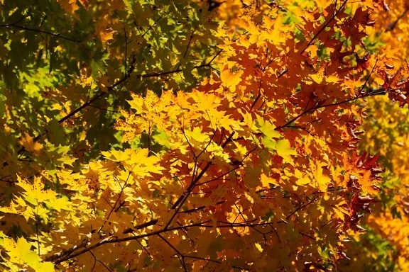 strom, príroda, drevo, lístie, Jesenná sezóna, závod, pobočka, Les, lístie
