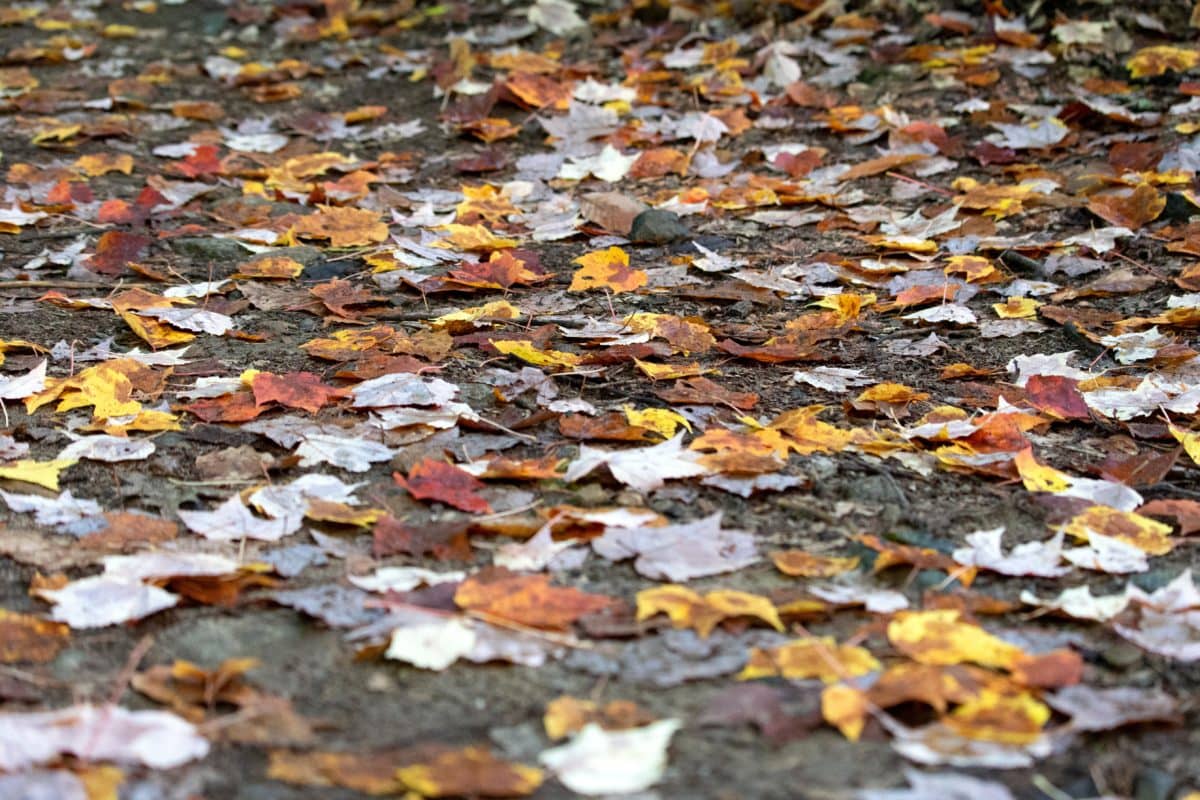 daun, tekstur, abstrak, pola, tanah, ekologi, musim gugur musim