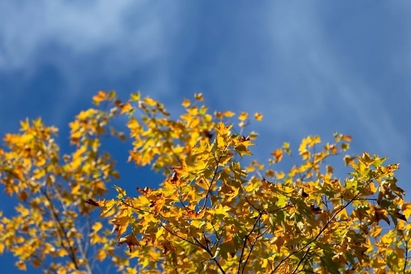 Ast, Baum, Blatt, Holz, Natur, Pflanze, Herbst, Wald, blauer Himmel