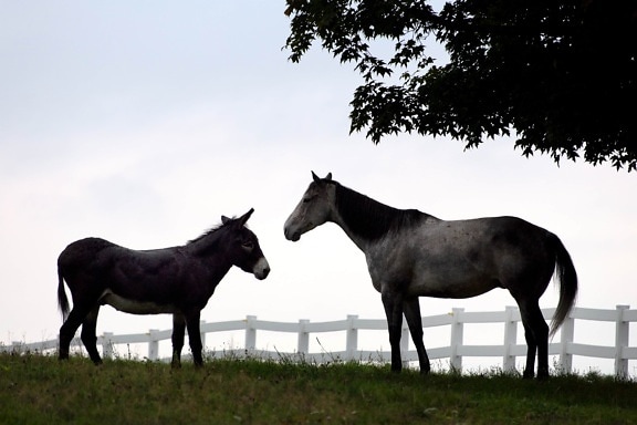 donkey, stallion, cavalry, horse, equine, animal, ranch, fence, grass, livestock