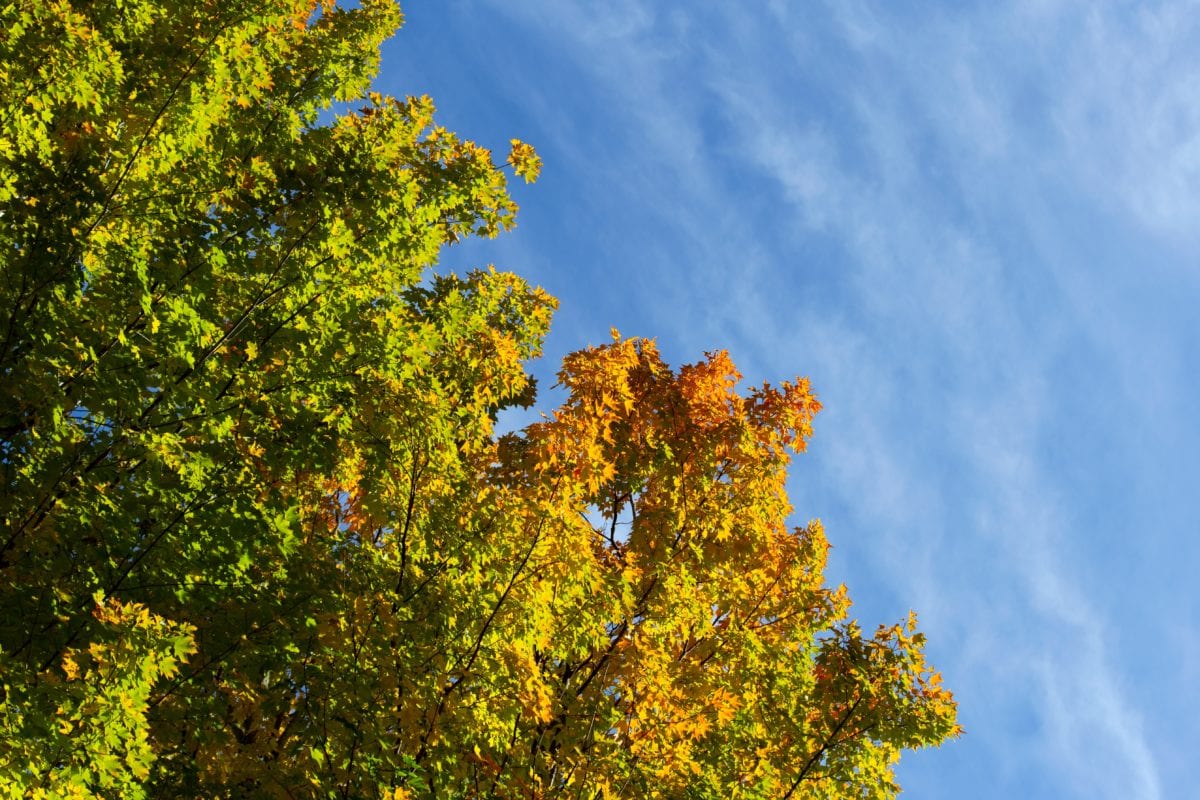 dřevo, strom, list, příroda, podzim, rostlina, Les, krajina, modrá obloha