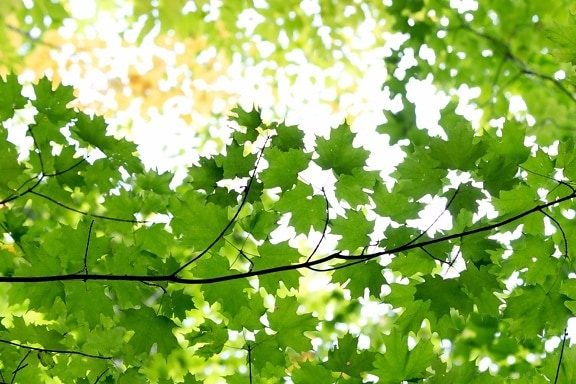 trä, gröna blad, natur, miljö, solsken, träd, filial, växt, skog