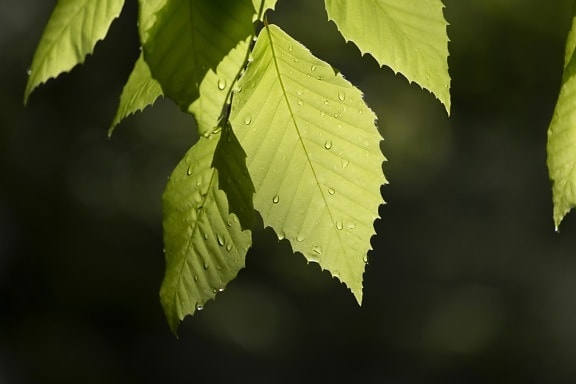 Зелена листа, природа, дъжд, роса, дърво, растение, зеленина, гора, бреза, лято