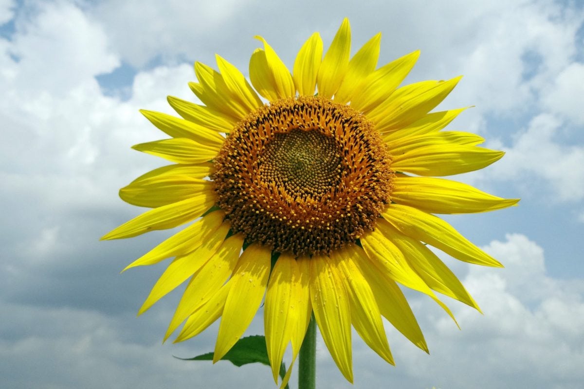 nature, summer, sky, sunflower, flower, plant, field, agriculture