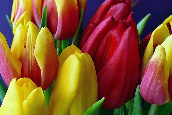 Záhrada, príroda, tulipán kvet, rastlina, kvet, okvetné lístok, kvet
