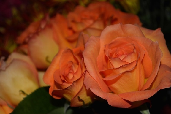 цвете, венчелистче, обич, розова роза, растение, венчелистчета, разцвет