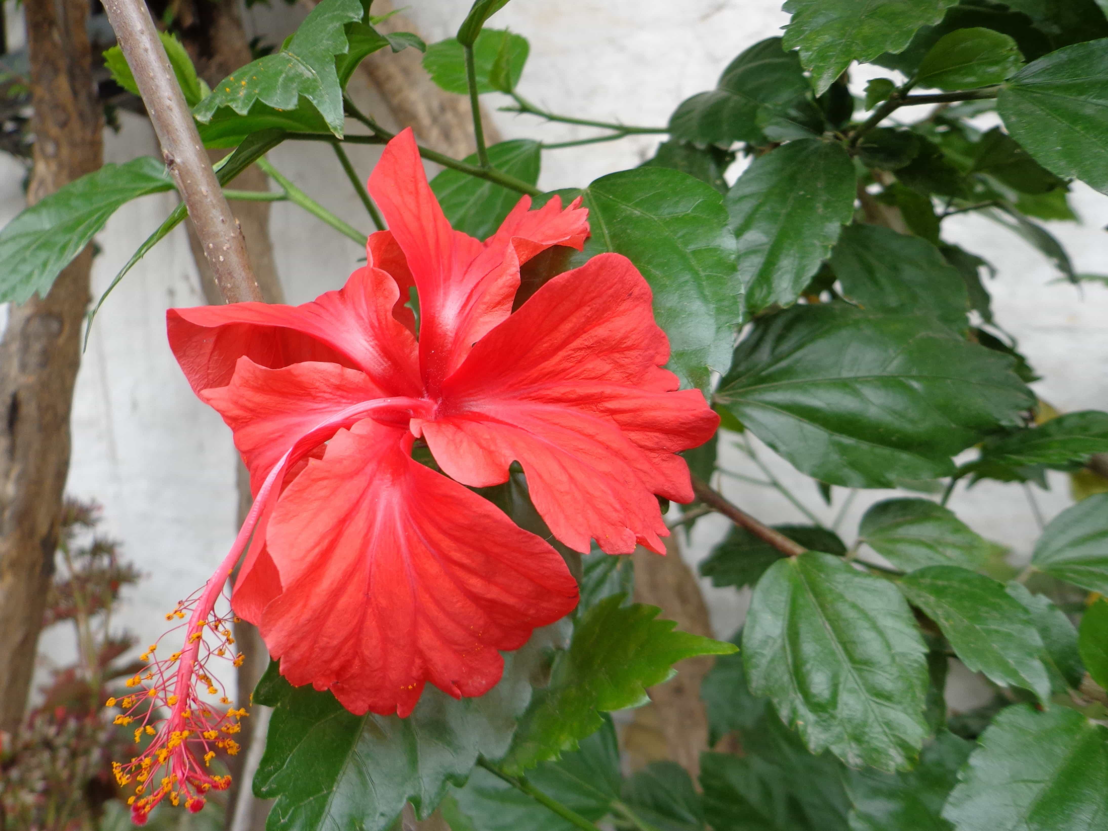 Imagen gratis: flor del hibisco, hoja, jardín, flor, naturaleza, planta, flor  roja, exótica