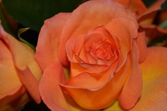 Роза, природа, Бутон цветка, букет, Лепесток, завод, цветение, лепестки
