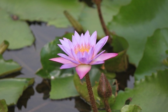 feuille, Lotus, fleur de coussin de lis, jardin, nature, aquatique, fleur, Waterlily