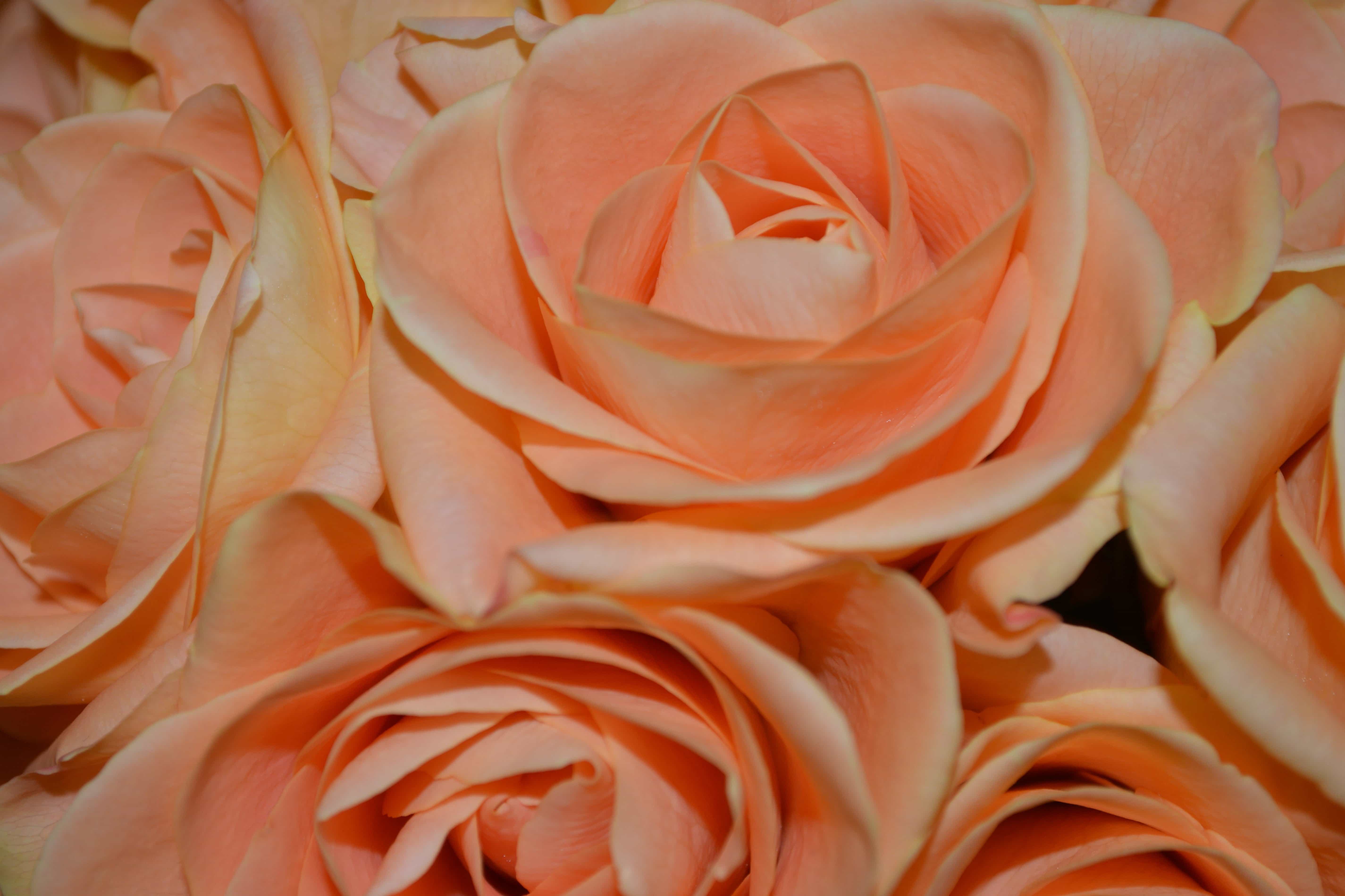 Gambar Gratis Kelopak Bunga Mawar Kuncup Tanaman Pink Kelopak Mekar Bouquet Indoor