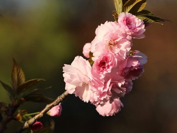 folha, filial, flor cor-de-rosa selvagem, natureza, jardim, árvore