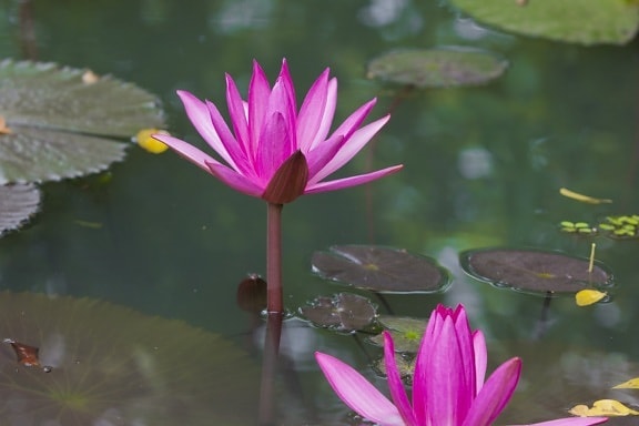 Daun lotus, sifat, bunga lili air, bunga, musim panas, Taman eksotis ramuan