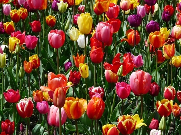 Tulip blomst, natur, petal, blomsterhage, blad, plante, blomstre