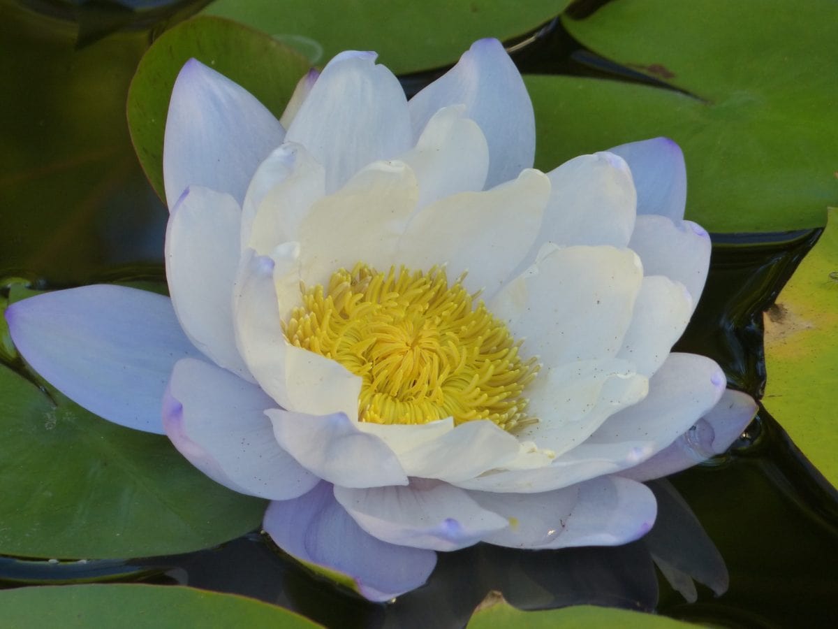 PETAL, have, Lotus, Lily Pad blomst, blad, sommer, natur