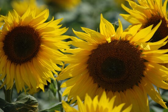 bunga, kelopak, bunga matahari, alam, daun, musim panas, indah, pertanian