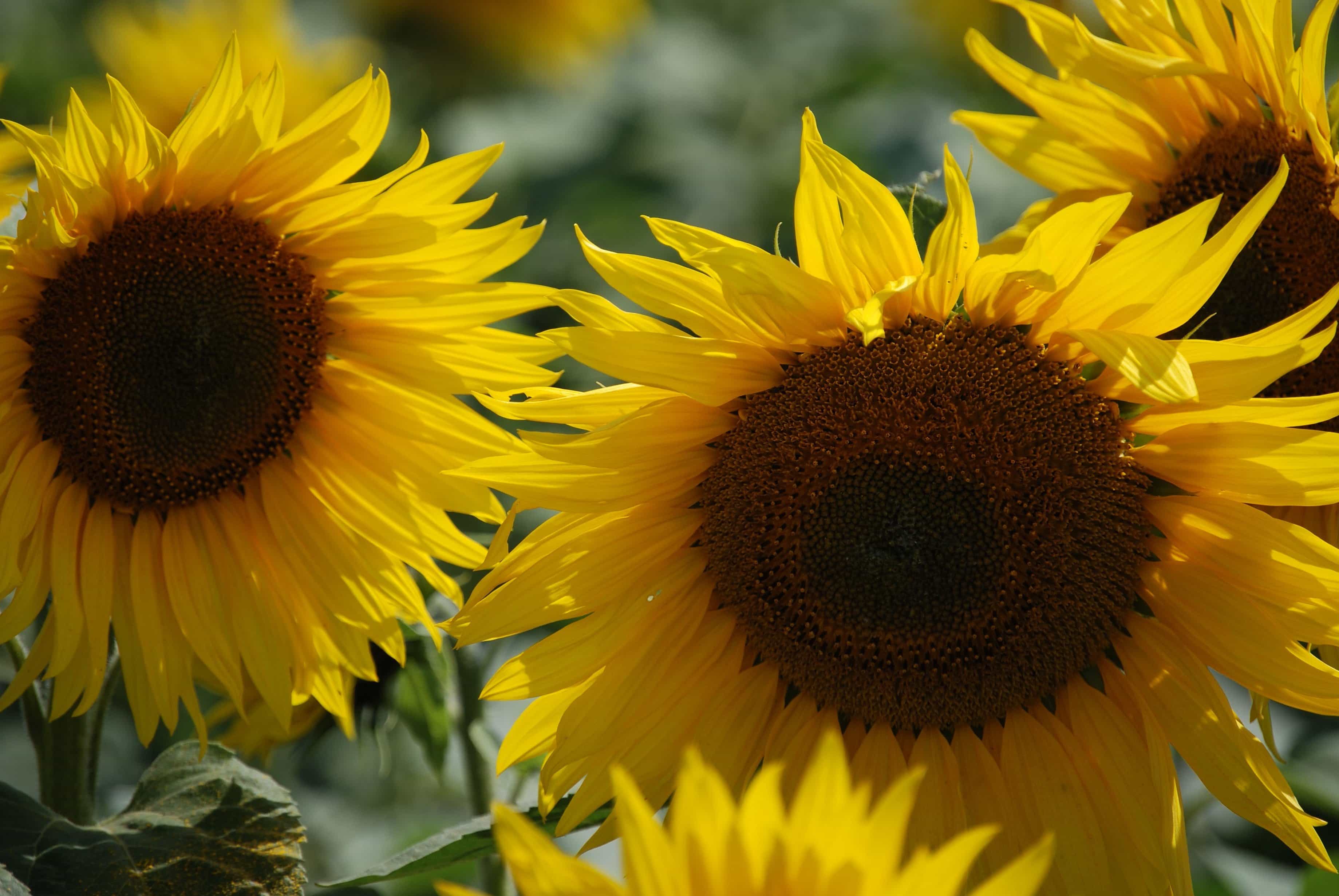 Menakjubkan 21 Foto Bunga  Matahari  Indah Koleksi Bunga  HD