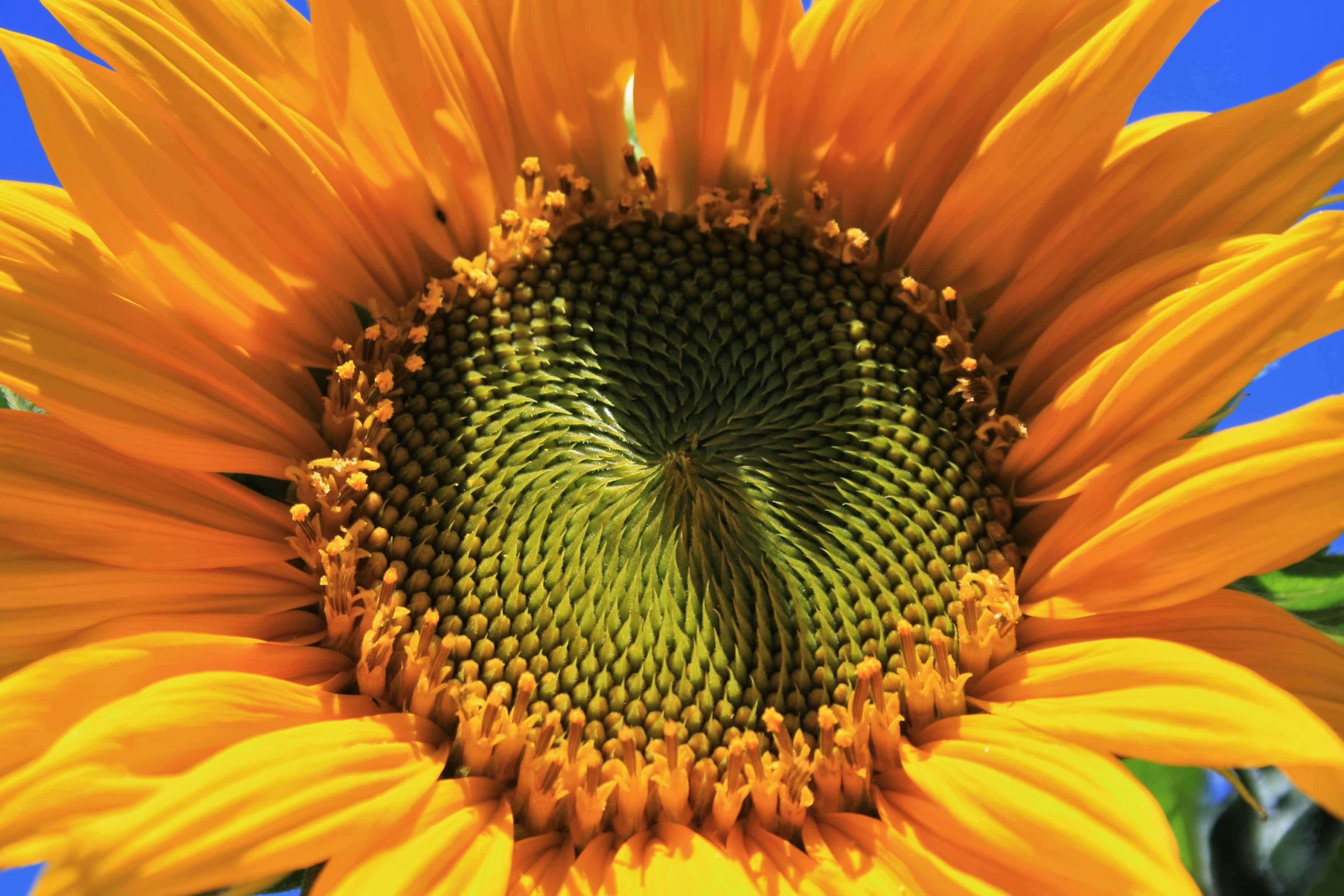 フリー写真画像 自然 夏 ヒマワリ 花 花びら 植物 太陽 花
