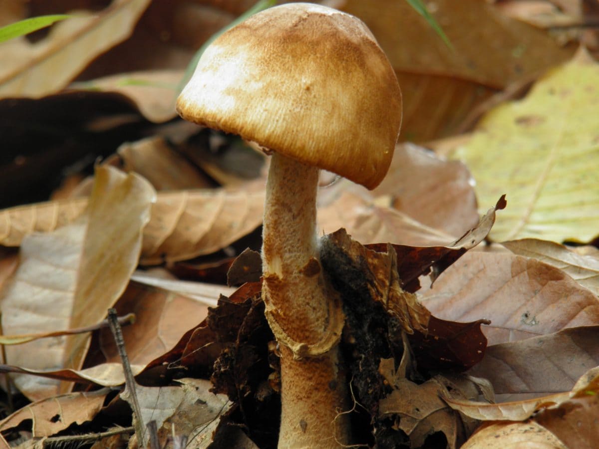 fungo, cogumelo, folha, alimento, natureza, madeira, organismo, folha seca