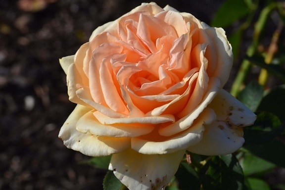 Rose Flower, szirom, természet, rózsaszín virág, növény, virágos kert, rózsaszín