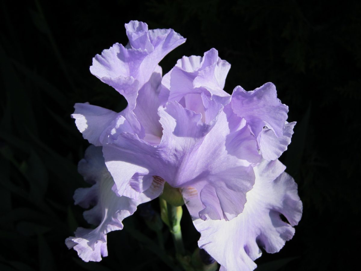 cvijet, Iris, biljka, latica, vrt, Blossom