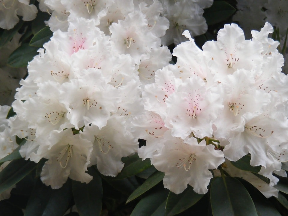 Free picture: leaf, nature, white flower, rhododendron, plant, blossom