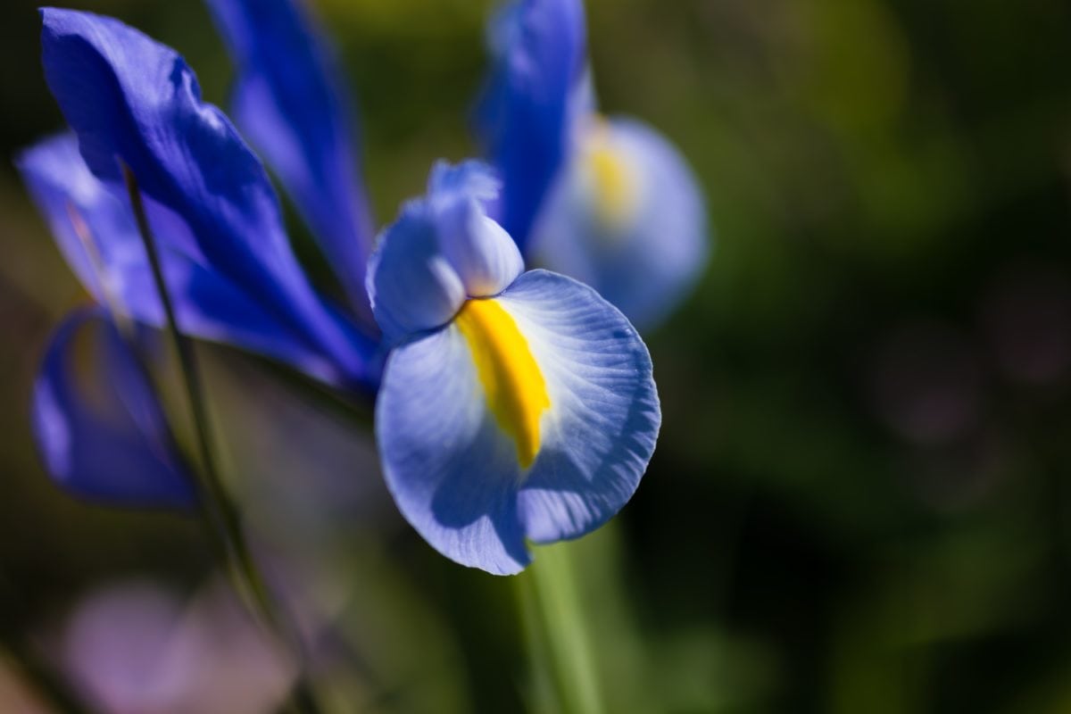natur, blad, blomst, plante, blå Iris, Bloom, petal, Blossom