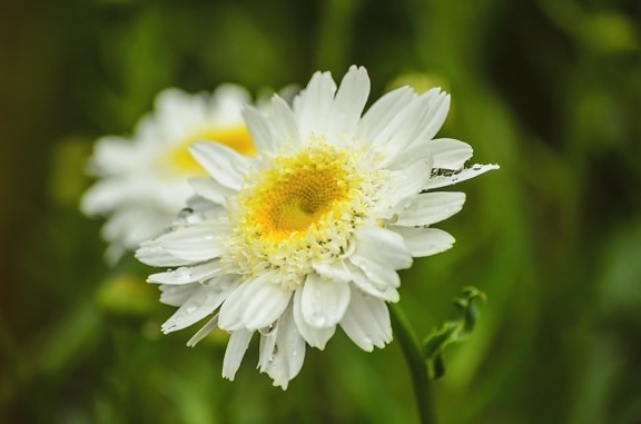 цвете поле, природа, венчелистче, лято, бяло цвете, растение, цвят