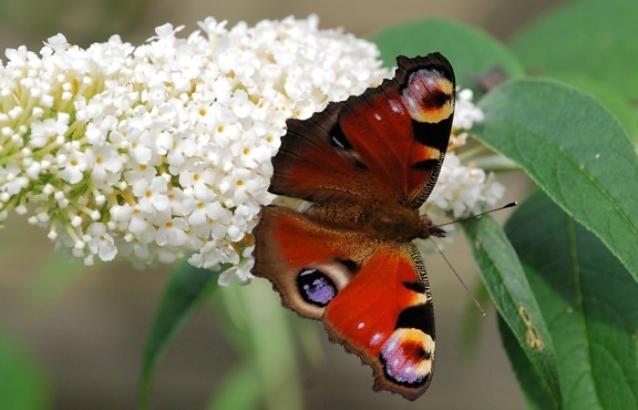 昆虫、花、カラフルな蝶、自然、庭