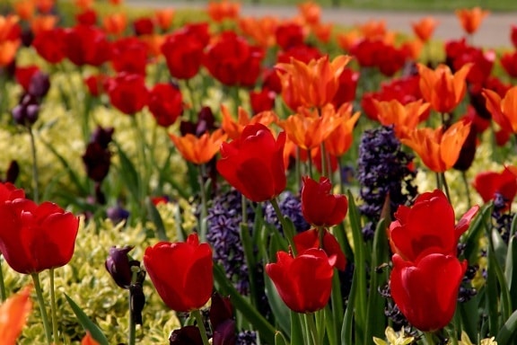 sommer, natur, blad, have, tulipan blomst, Mark, plante