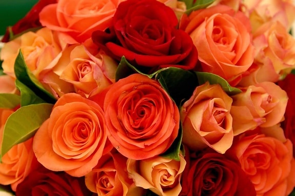 λουλούδι, μπουκέτο, πέταλο, τριαντάφυλλο, ρύθμιση, πέταλα, άνθος, φυτό