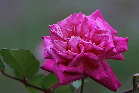Rose blomst, natur, blad, lilla blomst, kronblad, rosa, plante, hage, blomstre
