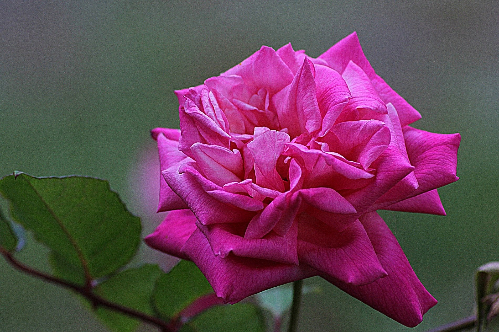 フリー写真画像 バラの花 自然 葉 紫色の花 花びら ピンク 植物 庭 花