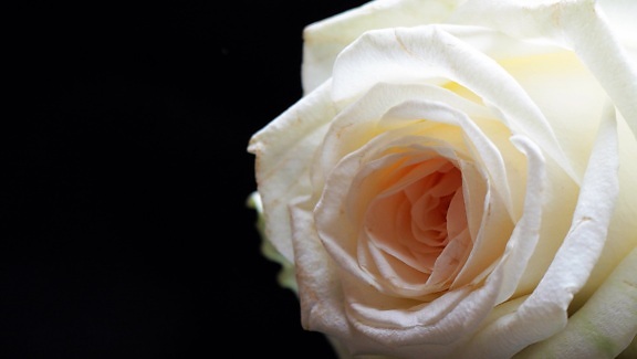kronblad, Hvid rosen blomst, hvid