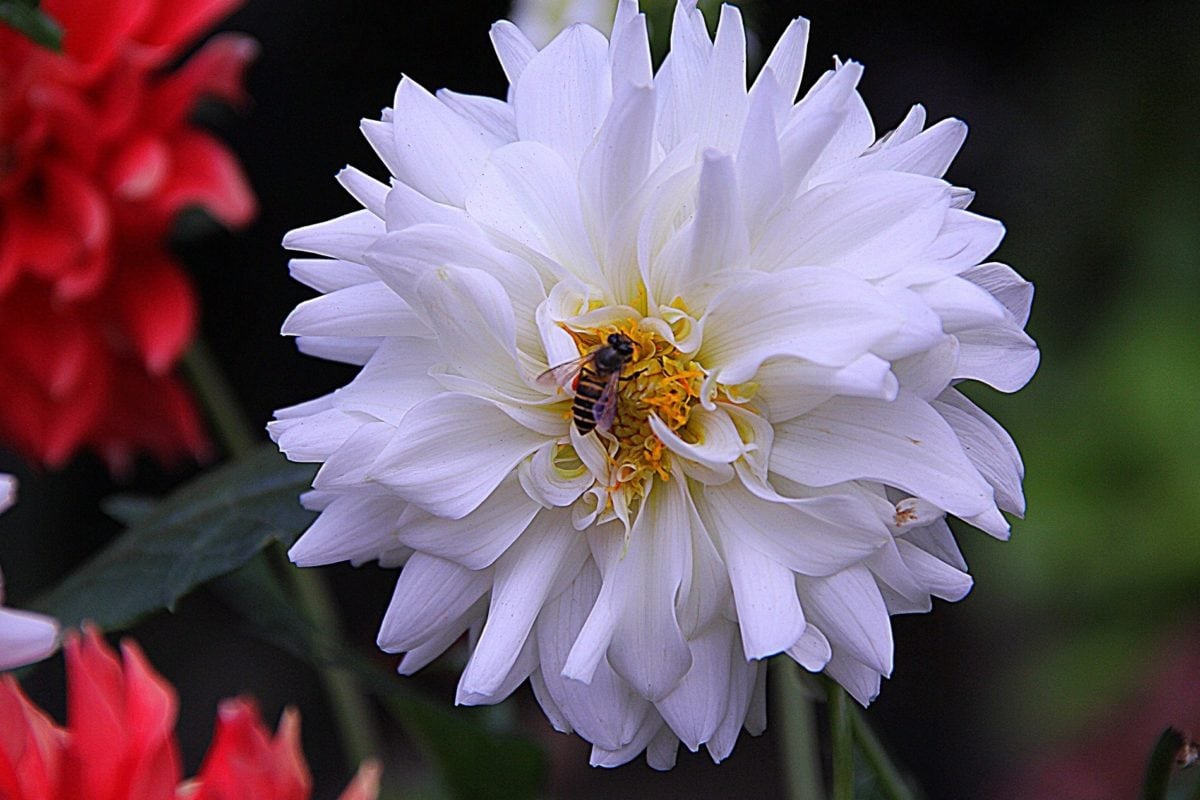 白い花、蜂、昆虫、自然、庭、花びら、植物、花、花粉