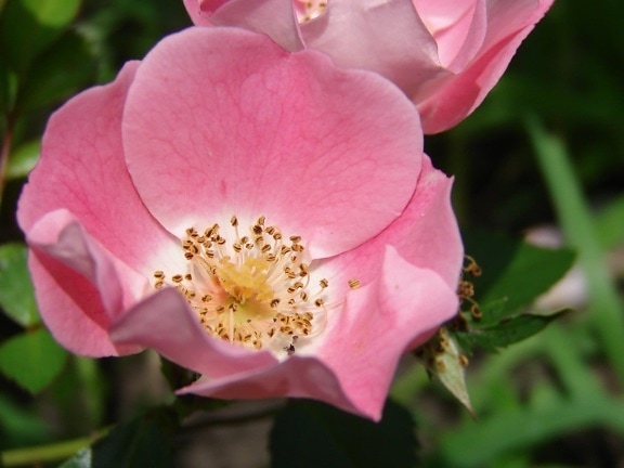 wild rose flower, leaf, pistil, plant, pink, blossom, garden